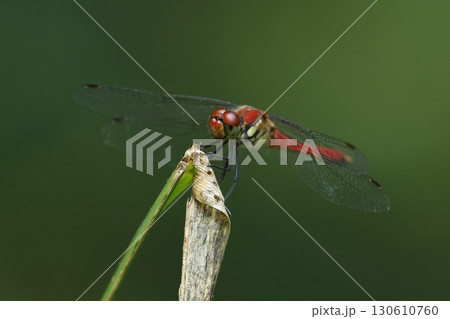 生き物　昆虫　ナツアカネ、オスです。成熟すると複眼や額まで赤く色づきます 130610760
