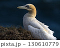 Northern Gannet in the golden hour on coast of YorkshireGannet, Northern Gannet, bird, portrait, eyes, beak, contrast, stare, staring, wing, black, white, feather, Bempton, Yorkshire, sea, wildlife, n 130610779