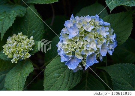 紫陽花 雨上がり 紫陽花 雨上がり 130611916