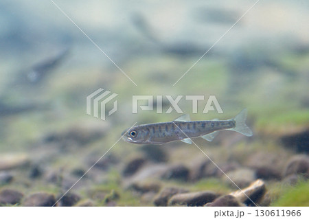 サケの稚魚(千歳サケのふるさと館、現在は　サケのふるさと　千歳水族館) 130611966