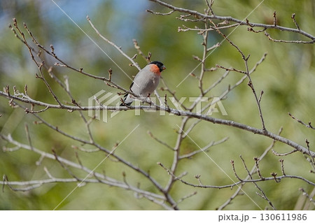 ウソ ♂ ウソ ♂ 130611986