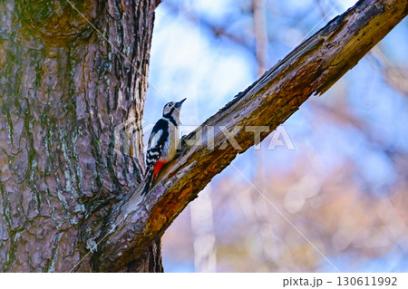 アカゲラ 130611992