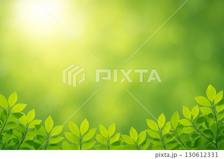 新緑　若葉 130612331