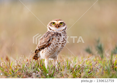 Close-up of a burrowing owl (Athene cunicularia),Vila Velha State Park, Brazil. Brazilian wildlife and birdwatching. Close-up of a burrowing owl (Athene cunicularia),Vila Velha State Park, Brazil. Brazilian wildlife and birdwatching. 130612759
