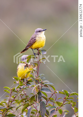 cattle tyrant (Machetornis rixosa). Pocone, Pantanal, Mato Grosso. Brazilian birdwatching. cattle tyrant (Machetornis rixosa). Pocone, Pantanal, Mato Grosso. Brazilian birdwatching. 130612774