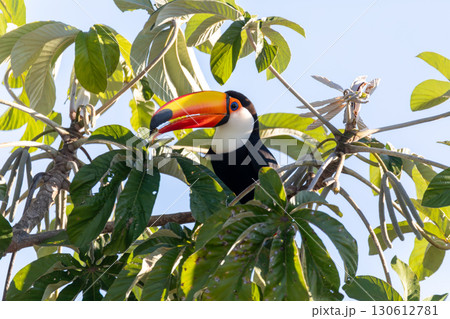 Magnificent Toco Toucan (Ramphastos toco), Pantanal, Mato Grosso do Sul, Brazil. Brazilian wildlife and birdwatching. Magnificent Toco Toucan (Ramphastos toco), Pantanal, Mato Grosso do Sul, Brazil. Brazilian wildlife and birdwatching. 130612781