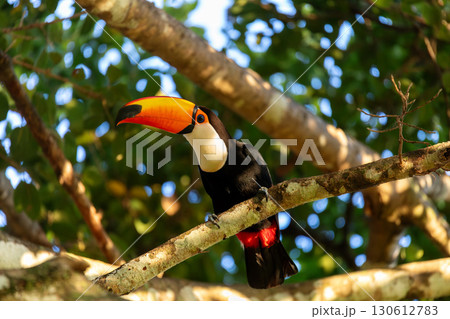 Magnificent Toco Toucan (Ramphastos toco), Pantanal, Mato Grosso do Sul, Brazil. Brazilian wildlife and birdwatching. Magnificent Toco Toucan (Ramphastos toco), Pantanal, Mato Grosso do Sul, Brazil. Brazilian wildlife and birdwatching. 130612783