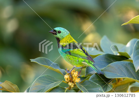 Green-headed tanager (Tangara seledon), Brazilian wildlife and birdwatching. 130612785