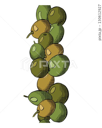 Olive green berry seamless vertical border. Vector graphic line ink colored illustration. Greek oil fruit, farm harvest. Art ink horizontal frieze. Packaging print for food design 130612927