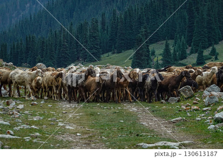 キルギス_ジュク川沿いのトレイル 130613187