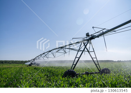 Agricultural pivot irrigation system on a corn field 130613545