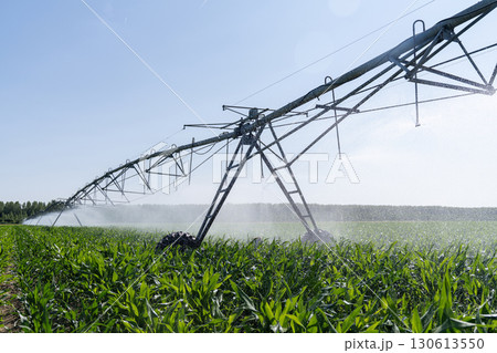 Agricultural pivot irrigation system on a corn field 130613550