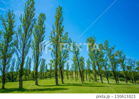 新潟県長岡市 国営越後丘陵公園のフォリーの丘のポプラ 新潟県長岡市 国営越後丘陵公園のフォリーの丘のポプラ 130613823