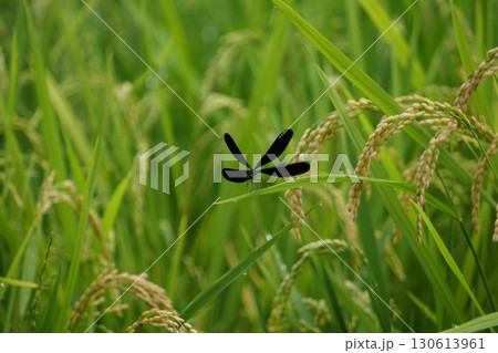 ハグロトンボと田んぼの稲 130613961