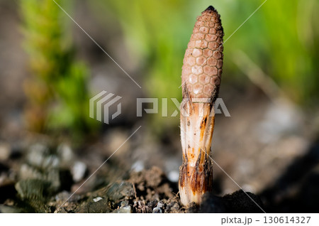 つくしんぼ つくしんぼ 130614327