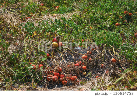 加工用トマト 130614758