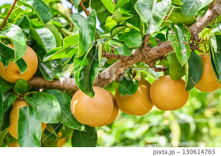 たわわに実る梨 たわわに実る梨 130614765