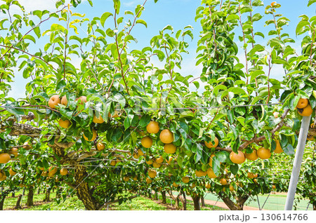 果樹園の梨 山形村 果樹園の梨 山形村 130614766