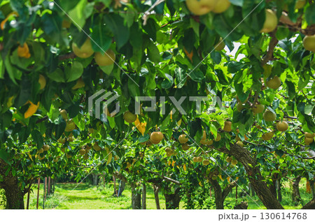 果樹園の梨　山形村 130614768