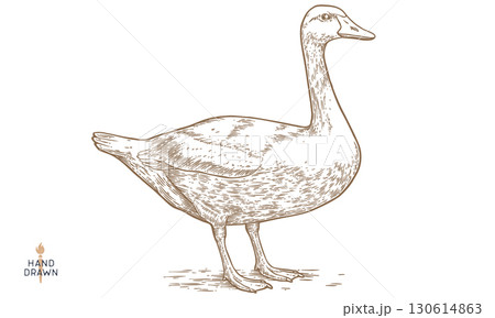 Goose. Hand drawn farm bird, poultry, goose. Vintage retro print, black white goose, poultry, sketch ink pencil style drawing, engrave. Sketch artwork silhouette head farm bird. Vector Illustration 130614863