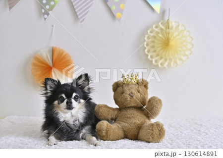 チワワとクマのぬいぐるみの可愛い写真 130614891