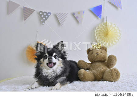 チワワとクマのぬいぐるみの可愛い写真 130614895