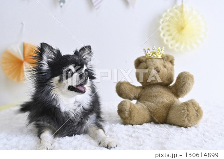 チワワとクマのぬいぐるみの可愛い写真 130614899