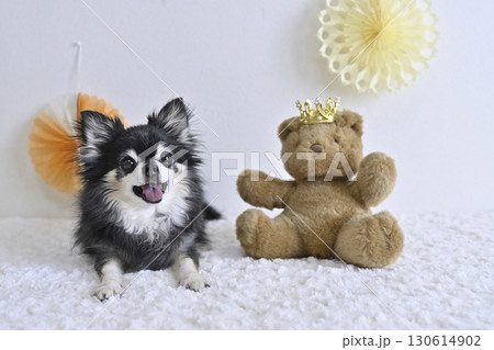 チワワとクマのぬいぐるみの可愛い写真 チワワとクマのぬいぐるみの可愛い写真 130614902