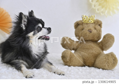 チワワとクマのぬいぐるみの可愛い写真 チワワとクマのぬいぐるみの可愛い写真 130614905