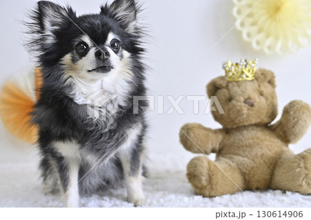 チワワとクマのぬいぐるみの可愛い写真 チワワとクマのぬいぐるみの可愛い写真 130614906
