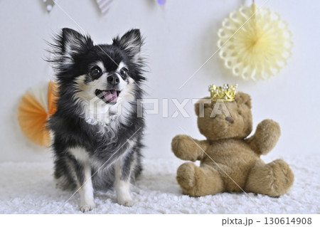 チワワとクマのぬいぐるみの可愛い写真 130614908