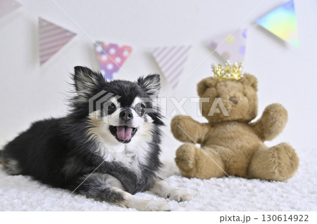 チワワとクマのぬいぐるみの可愛い写真 130614922