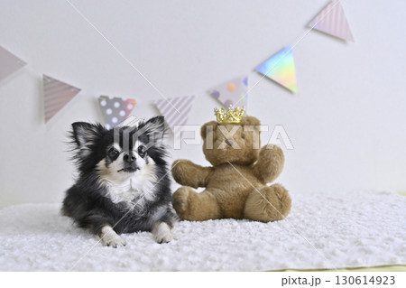 チワワとクマのぬいぐるみの可愛い写真 130614923