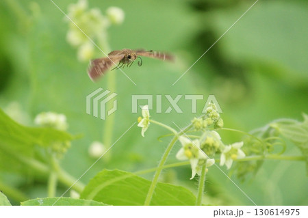 アレチウリに飛んできたイチモンジセセリ アレチウリに飛んできたイチモンジセセリ 130614975