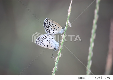 ヤマトシジミ交接 ヤマトシジミ交接 130614979