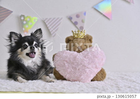 笑顔のチワワ・ピンクのハートとクマのぬいぐるみ 笑顔のチワワ・ピンクのハートとクマのぬいぐるみ 130615057