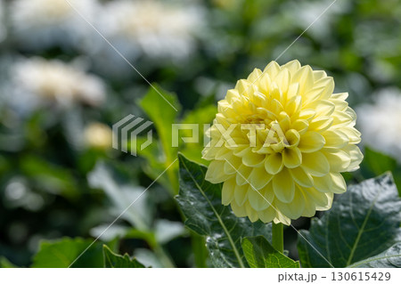 色鮮やかに咲くダリア 130615429