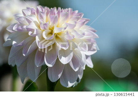色鮮やかに咲くダリア 130615441