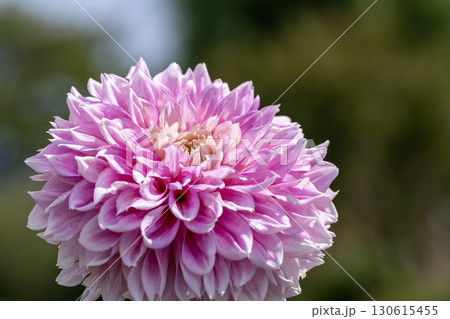 色鮮やかに咲くダリア 130615455