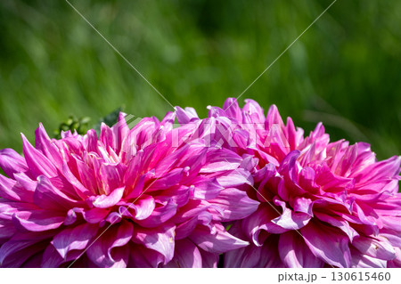 色鮮やかに咲くダリア 130615460