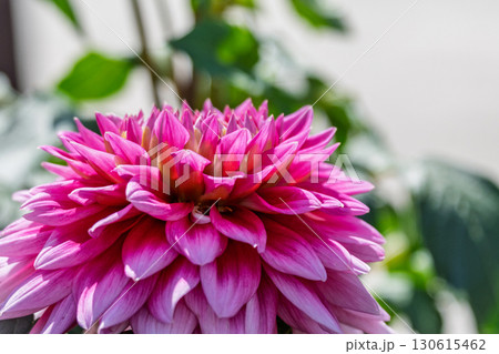 色鮮やかに咲くダリア 130615462