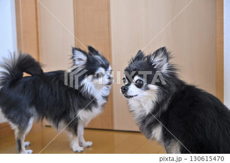 ドアの前で飼い主の帰りを待つ2匹の愛犬　チワワ 130615470