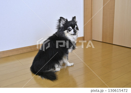 ドアの前で飼い主の帰りを待つ愛犬 チワワ ドアの前で飼い主の帰りを待つ愛犬 チワワ 130615472
