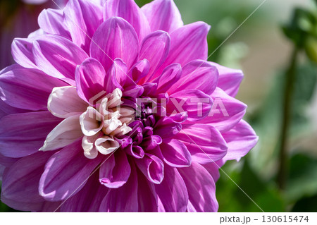 色鮮やかに咲くダリア 130615474