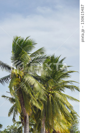 Coconut trees in Asia are useful and have hard fruits with sweet, fragrant water. 130615487