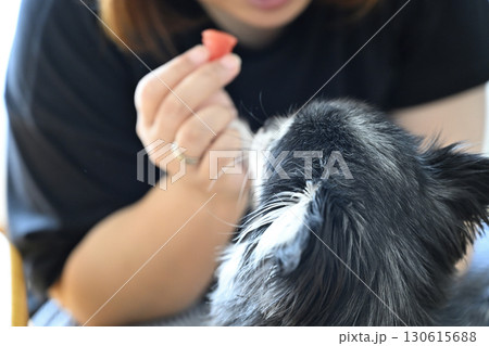 飼い主の女性と一緒にスイカを食べる愛犬 チワワ 飼い主の女性と一緒にスイカを食べる愛犬 チワワ 130615688