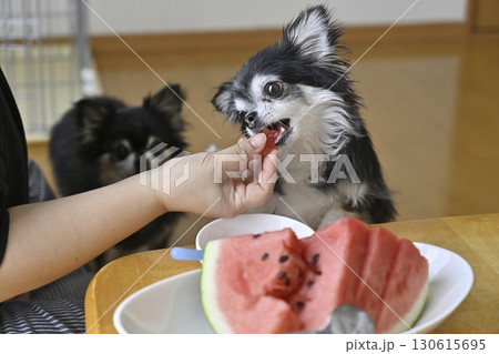 飼い主の女性と一緒にスイカを食べる愛犬　チワワ 130615695