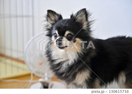 ドアの前で飼い主の帰りを待つ愛犬 チワワ ドアの前で飼い主の帰りを待つ愛犬 チワワ 130615738