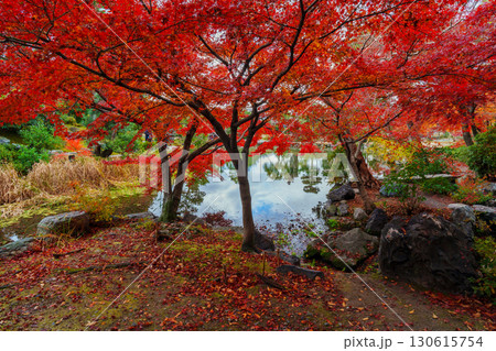 京都　渉成園　印月池と丹楓渓 130615754