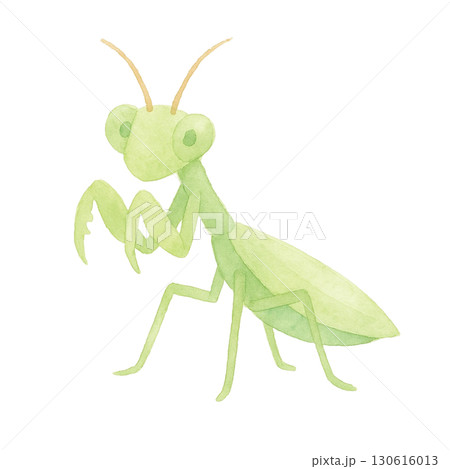 【昆虫】カマキリのイラスト 【昆虫】カマキリのイラスト 130616013